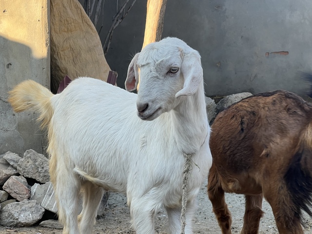 Goats - Royal Cooper Farm