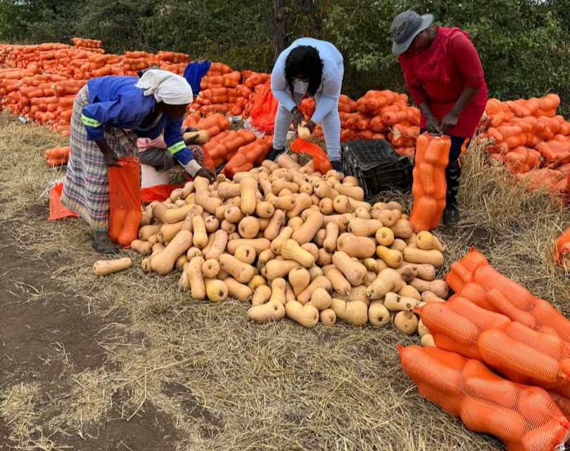 Orange butternut squash