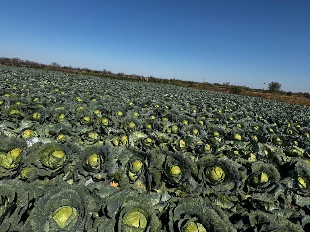 Crisp cabbages ready for harvest