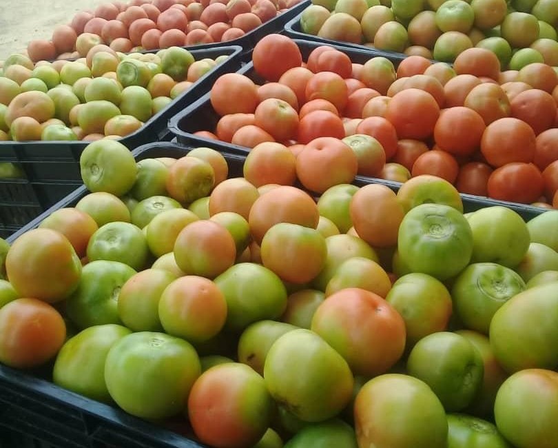 Fresh red tomatoes in field — Royal Cooper Farm